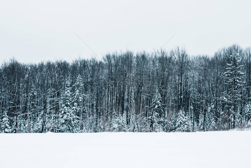 喀尔巴阡山脉的风景与白雪晴朗的天空和树木图片