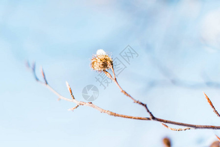 干树枝与雪的选择聚焦图片