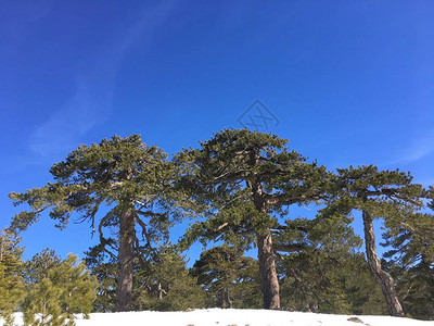阳光在冬季森林中闪耀蓝天空背景的青山绿松树美图片