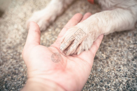 人类的手握着狗爪的概念人类和动图片