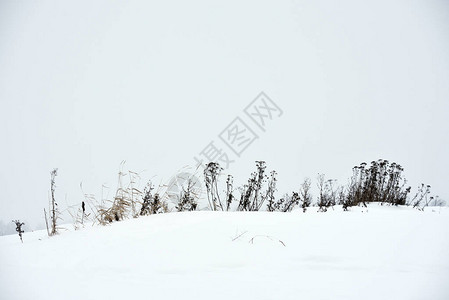 冬季暴风雪期间的田野草图片