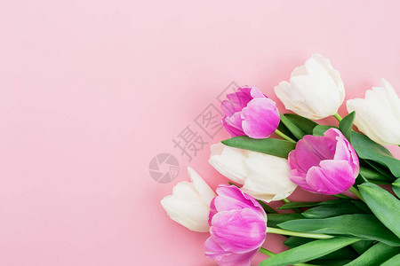 由粉红色背景的白花和粉红色花朵制背景图片