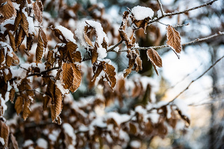 冬天的棕叶被雪覆盖图片