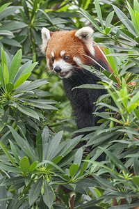 小熊猫火狐或小熊猫Ailurusfulgen背景图片