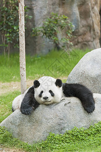 大熊猫睡觉图片