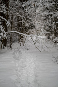 冬季森林中积雪的树木覆盖着雪白图片