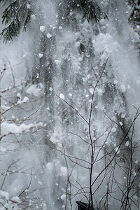 寒冬从树木下雪在森林图片