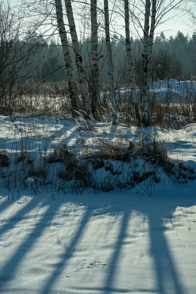 冰冻的白桦树在雪中投下阴影冬季霜冻遍地图片