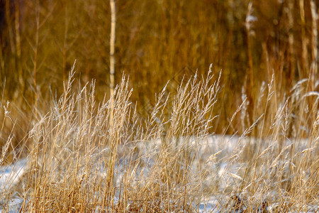 冬天下雪天结霜的草弯曲雪锥结冰图片