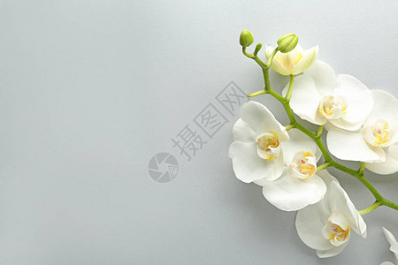 浅色背景中美丽的兰花背景图片