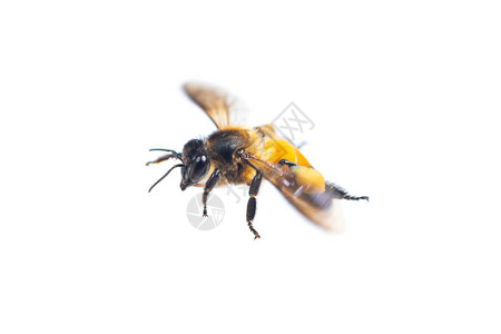 近距离的飞行蜜蜂孤立图片