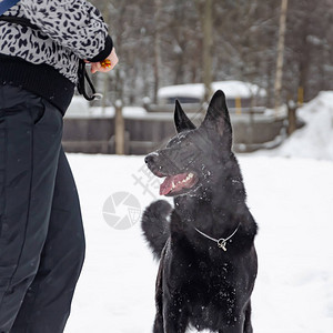 东欧牧羊犬年轻精力充沛的狗散步幼犬听主人的命令并执行命令听图片