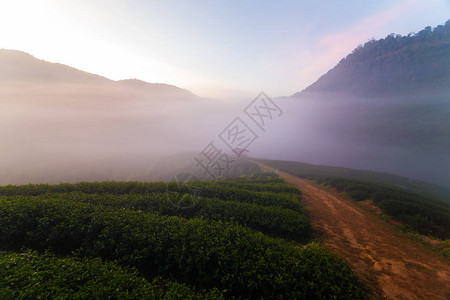早茶田山雾中的自然景观日出图片