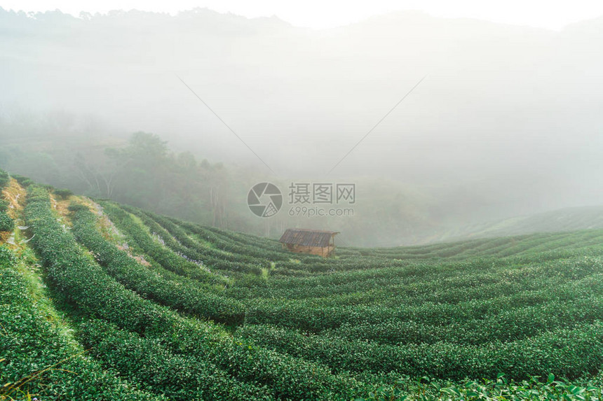 早上在山丘上种植茶叶田与雾图片
