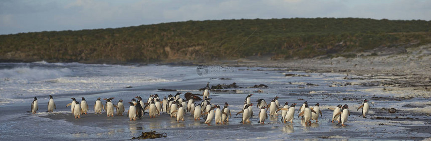Gentoo企鹅大群Pygoscelispapua清晨在福克兰群岛西里昂岛的海图片
