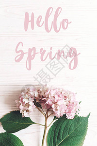 哈罗春天的文字标志美丽的粉红花朵在图片