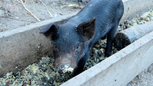 小猪在农家院子的食槽里吃东西有趣的猪在院子里吃东西的小图片