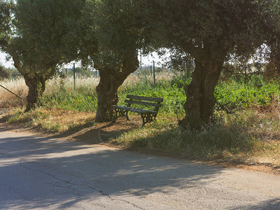 长凳坐在树下的树荫下夏图片