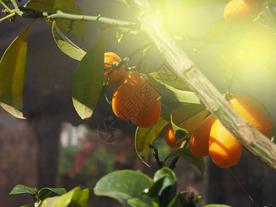 普通话树和水果橘子树图片