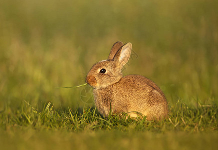 靠近欧洲兔子在草原吃草图片