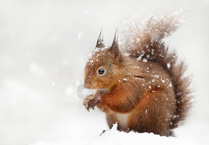 在英国冬季降雪时一只图片