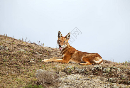 关闭躺在地上的稀有和濒临灭绝的埃塞俄比亚狼Canissimensis图片