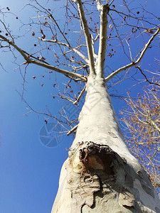 树皮在灰色阴影中靠近树的自然纹理图片