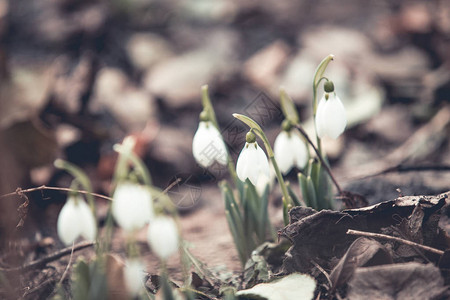 莲科草本植物春天的雪花莲希望和纯洁的象征背景