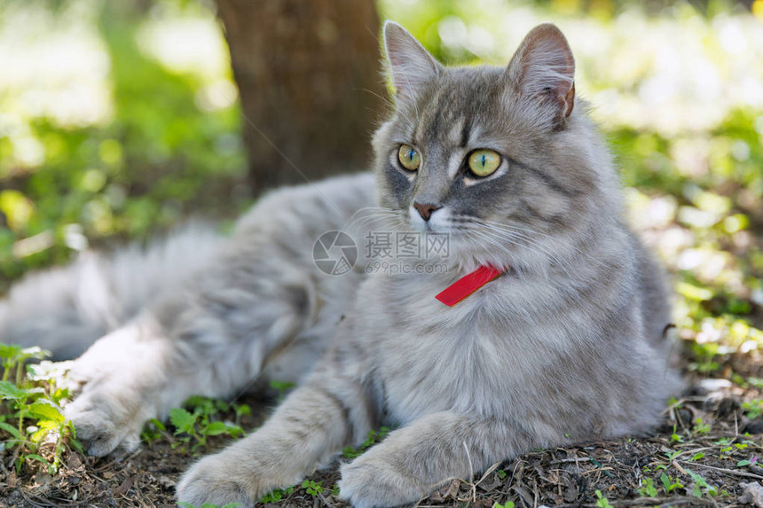 红领的灰色街猫坐在户外露天在春花园闭着图片