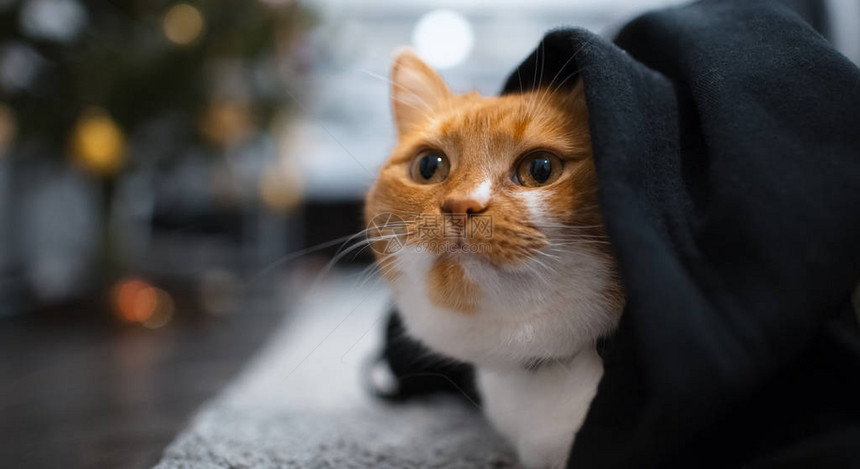 躲在黑毯子下的红白猫图片