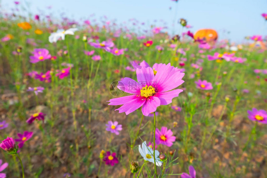 农场里的波斯菊花图片