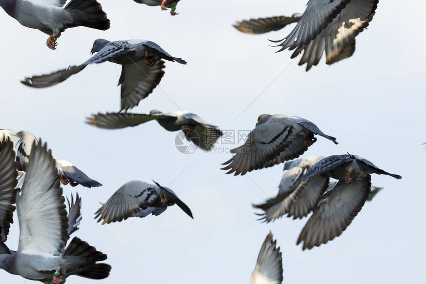 一群速度赛鸽在空中飞翔图片