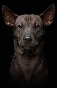 黑背景的漂亮的小山脊狗泰仔摄影棚拍图片