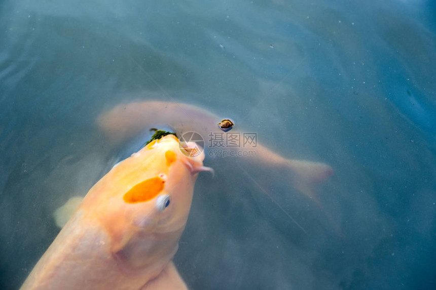 Koi鱼nikikigoi在干净的池塘中游泳图片