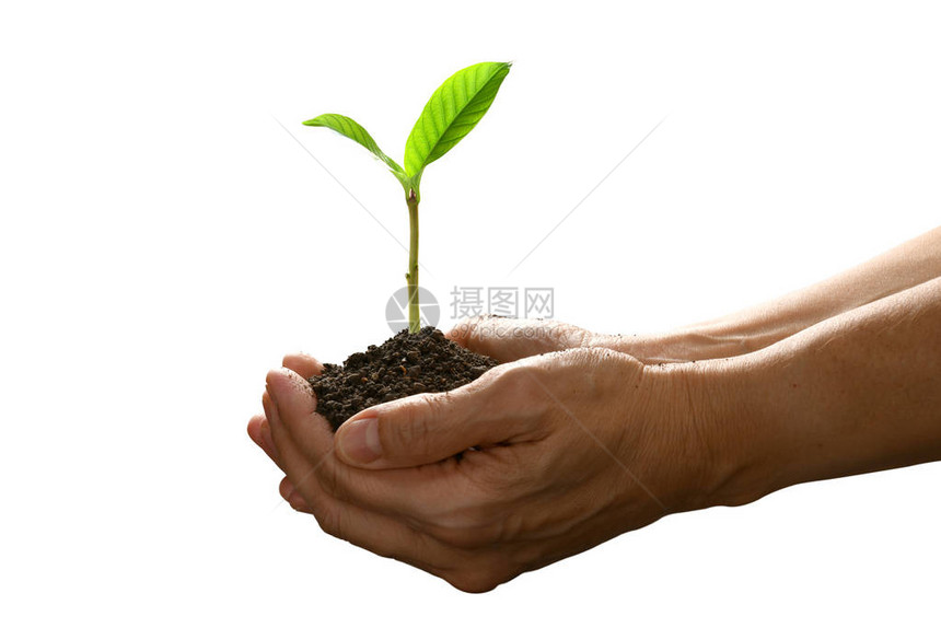 手握和照顾白色背景上孤立的绿色幼苗图片