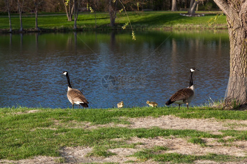 母鹅和父鹅家庭在池塘的岸上保护着图片