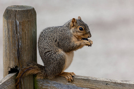 一只可爱的小松鼠尾巴上少了毛坐在篱笆上吃了蓝莓图片