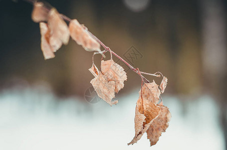 冬天有干叶的树枝在森林里公园里冬季图片