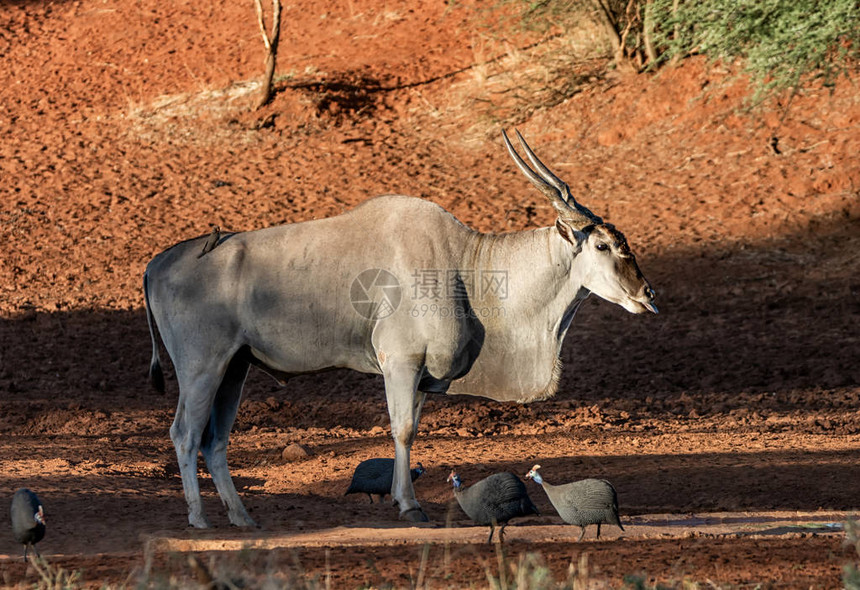 南非大草原上的伊兰公牛图片