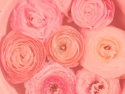 美丽的粉红色龙卷风春背景图片