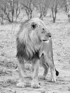 南部非洲大草原上的雄狮图片