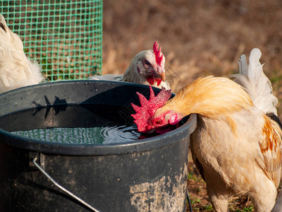 鸡从桶里喝水图片