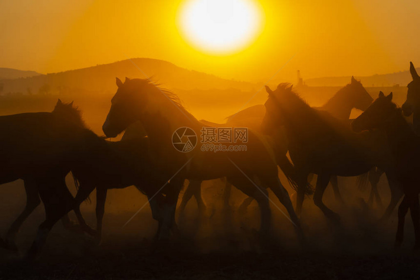 日出时一群马在墨西哥牧图片