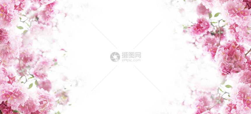 春天或夏天的粉红色喇叭花在白色的花卉背景带有复制空图片