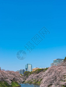 东京千鸟渊公园图片