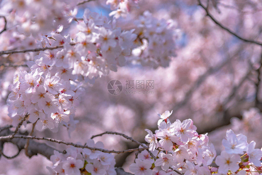 春日阳光明媚图片