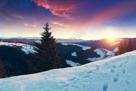 美丽的冬季全景与新鲜的粉雪风景与云杉树蓝天与阳光和五颜六色的云彩图片