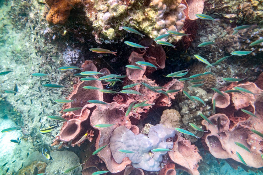 水下生命多彩的珊瑚礁鱼群聚集在图片