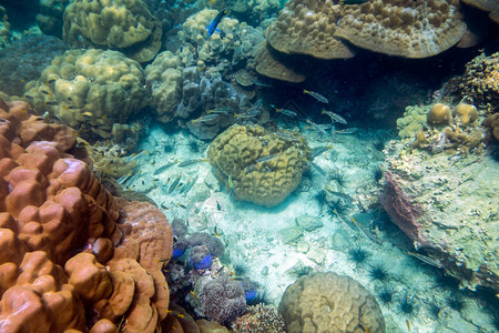生活在水下的生命珊瑚礁下多彩的鱼群聚图片