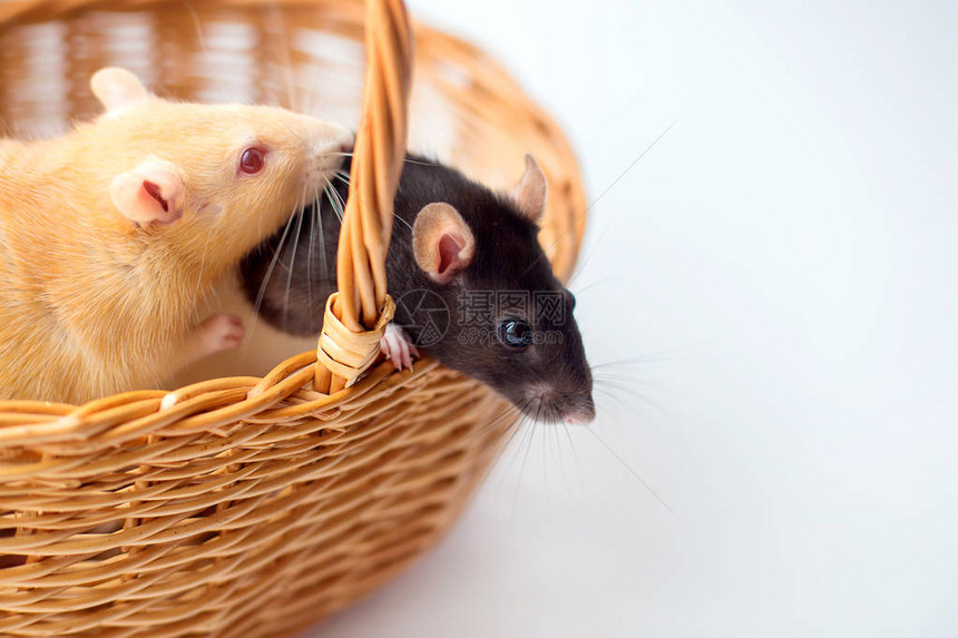 两只装饰大鼠坐在一个白色背景图片